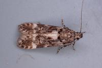 Teleiopsis bagriotella