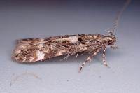 Teleiopsis bagriotella