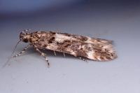 Teleiopsis bagriotella