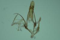 Chionodes fumatella