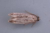 Caryocolum alsinellum