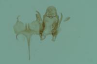 Caryocolum alsinellum