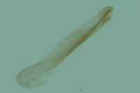 Caryocolum alsinellum