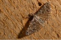Alucita huebneri