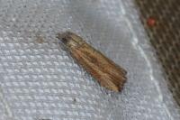 Bactra venosana