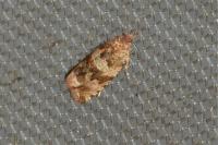 Celypha cespitana