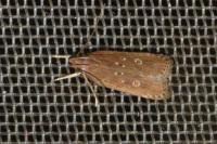 Helcystogramma triannulella
