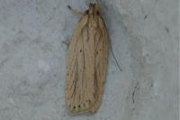 Agonopterix umbellana