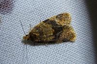 Epagoge grotiana