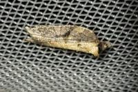 Acleris hastiana/cristana