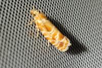 Rhyacionia pinicolana