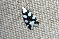 Pseudotelphusa tessella