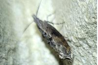 Ypsolopha horridella