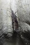 Ypsolopha horridella