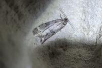 Cnephasia
