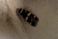 Oegoconia