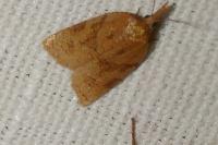 Sparganothis pilleriana