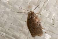 Agonopterix cnicella