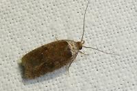 Agonopterix cnicella