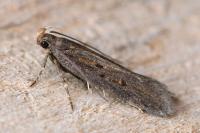 Aroga velocella