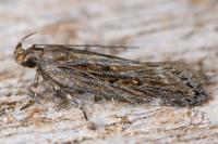 Aroga velocella