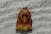 Archips podana