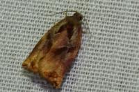 Archips podana