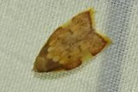Carcina quercana