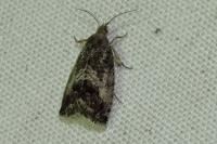 Cydia splendana