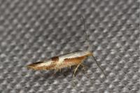 Argyresthia gr. pruniella