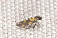 Euspilapteryx auroguttella