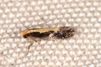 Monopis obviella