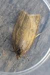 Acleris
