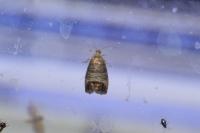 Cydia pomonella