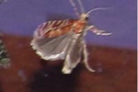 Rhyacionia pinicolana
