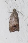 Cydia splendana
