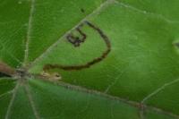 Stigmella aceris
