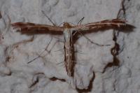 Oxyptilus