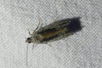 Epinotia nisella