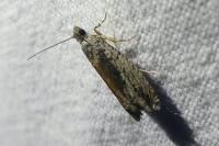 Epinotia nisella