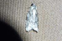 Cnephasia