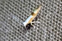 Argyresthia gr. pruniella