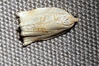 Archips