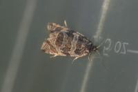 Celypha rivulana