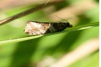 Celypha rivulana