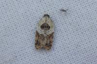Acleris variegana