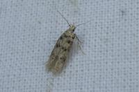 Bryotropha