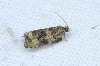 Celypha lacunana