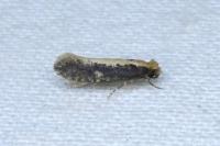 Monopis crocicapitella