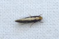 Monopis crocicapitella